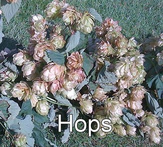 image: hops