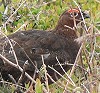 image: Grouse Shooting