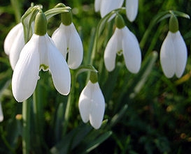 imag: snowdrops