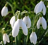 image: snow drops