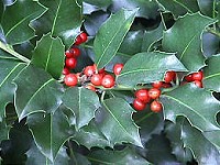 image: holly