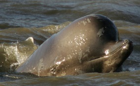 image: whale photo