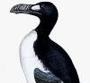 image: Auk