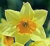 imag: daffodil
