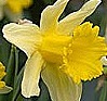 image: daffodil