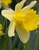 image: daffodil