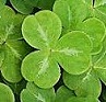omage: Clover