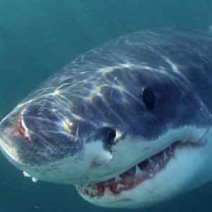 image: Shark