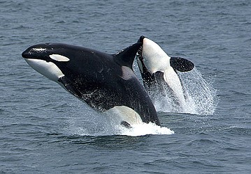 imag: Killer Whale