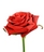 red rose