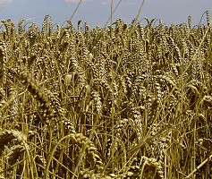 wheat crop