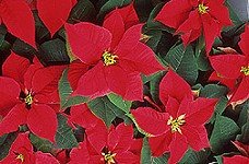 poinsettia