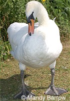 Unmarked Swan