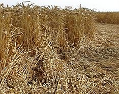 crops