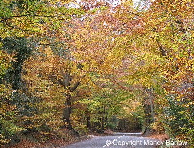 Autumn