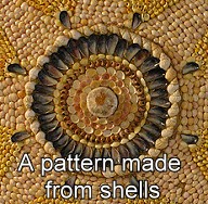 shells